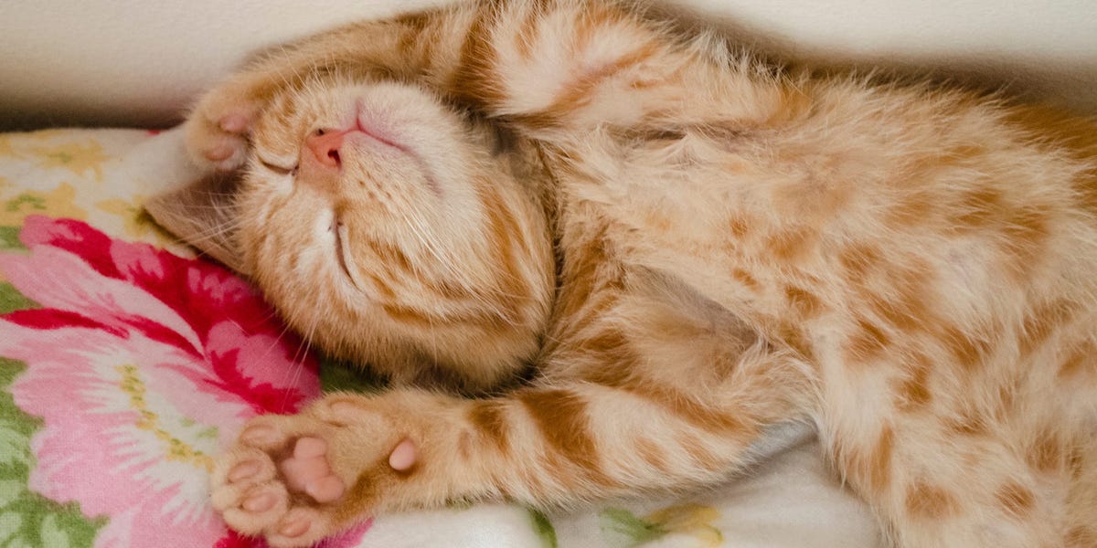 The Crepuscular Cat: Why Your Feline Sleeps All Day to Hunt